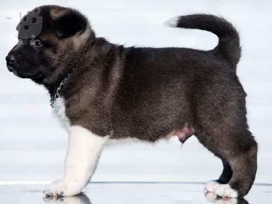 American Akita, διαθέσιμα κουτάβια